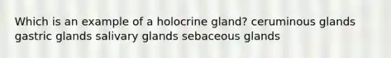 Which is an example of a holocrine gland? ceruminous glands gastric glands salivary glands sebaceous glands