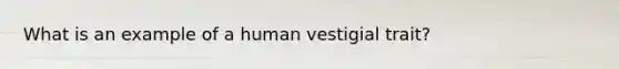 What is an example of a human vestigial trait?