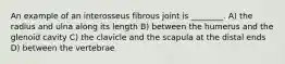 An example of an interosseus fibrous joint is ________. A) the radius and ulna along its length B) between the humerus and the glenoid cavity C) the clavicle and the scapula at the distal ends D) between the vertebrae