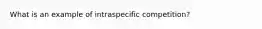 What is an example of intraspecific competition?