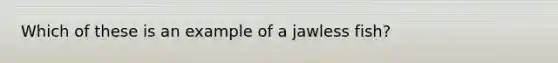 Which of these is an example of a jawless fish?