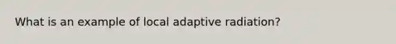 What is an example of local adaptive radiation?