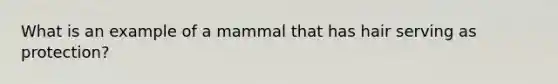 What is an example of a mammal that has hair serving as protection?