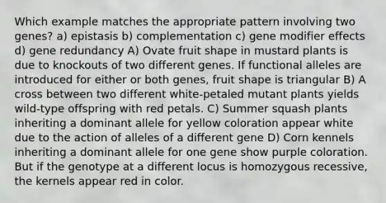 Which example matches the appropriate pattern involving two genes? a) epistasis b) complementation c) gene modifier effects d) gene redundancy A) Ovate fruit shape in mustard plants is due to knockouts of two different genes. If functional alleles are introduced for either or both genes, fruit shape is triangular B) A cross between two different white-petaled mutant plants yields wild-type offspring with red petals. C) Summer squash plants inheriting a dominant allele for yellow coloration appear white due to the action of alleles of a different gene D) Corn kennels inheriting a dominant allele for one gene show purple coloration. But if the genotype at a different locus is homozygous recessive, the kernels appear red in color.