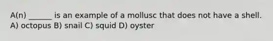 A(n) ______ is an example of a mollusc that does not have a shell. A) octopus B) snail C) squid D) oyster