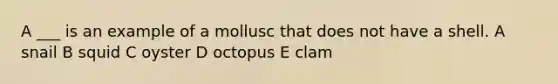 A ___ is an example of a mollusc that does not have a shell. A snail B squid C oyster D octopus E clam