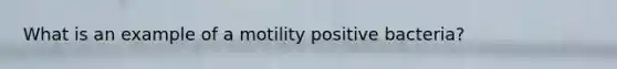 What is an example of a motility positive bacteria?