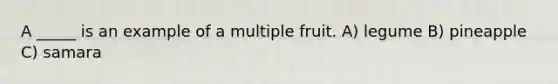 A _____ is an example of a multiple fruit. A) legume B) pineapple C) samara