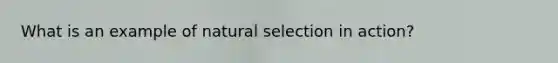 What is an example of natural selection in action?