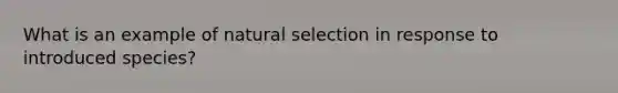 What is an example of natural selection in response to introduced species?