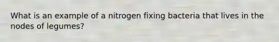 What is an example of a nitrogen fixing bacteria that lives in the nodes of legumes?