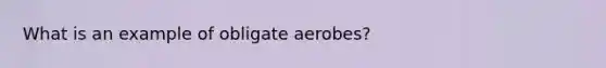 What is an example of obligate aerobes?