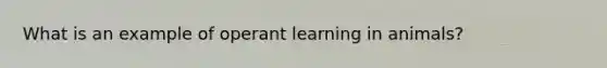 What is an example of operant learning in animals?