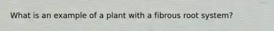 What is an example of a plant with a fibrous root system?