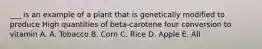 ___ is an example of a plant that is genetically modified to produce High quantities of beta-carotene four conversion to vitamin A. A. Tobacco B. Corn C. Rice D. Apple E. All