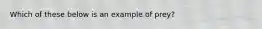 Which of these below is an example of prey?