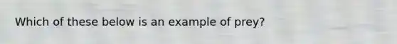 Which of these below is an example of prey?