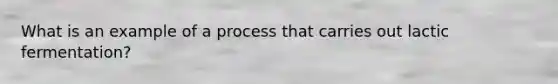 What is an example of a process that carries out lactic fermentation?