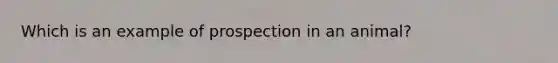 Which is an example of prospection in an animal?