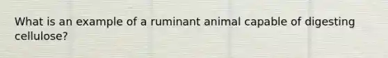 What is an example of a ruminant animal capable of digesting cellulose?