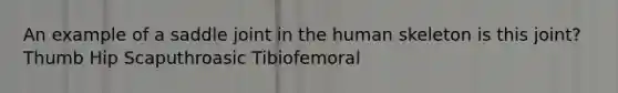 An example of a saddle joint in the human skeleton is this joint? Thumb Hip Scaputhroasic Tibiofemoral