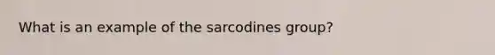 What is an example of the sarcodines group?