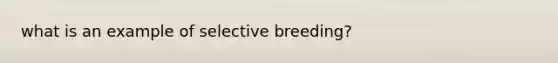 what is an example of selective breeding?