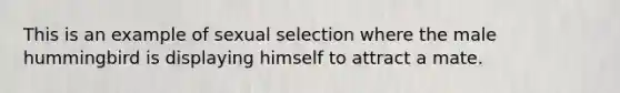 This is an example of sexual selection where the male hummingbird is displaying himself to attract a mate.