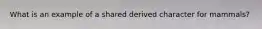 What is an example of a shared derived character for mammals?