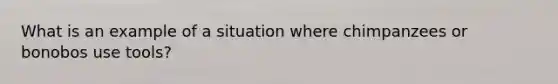 What is an example of a situation where chimpanzees or bonobos use tools?