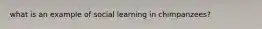 what is an example of social learning in chimpanzees?