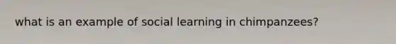 what is an example of social learning in chimpanzees?