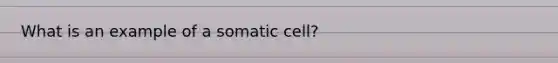 What is an example of a somatic cell?