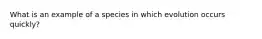 What is an example of a species in which evolution occurs quickly?