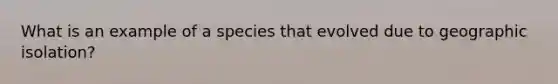 What is an example of a species that evolved due to geographic isolation?