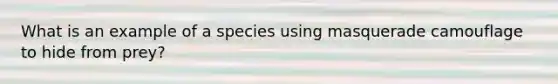 What is an example of a species using masquerade camouflage to hide from prey?