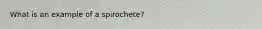 What is an example of a spirochete?