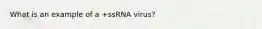 What is an example of a +ssRNA virus?