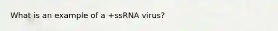 What is an example of a +ssRNA virus?