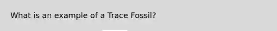 What is an example of a Trace Fossil?