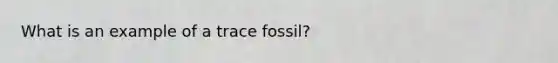 What is an example of a trace fossil?