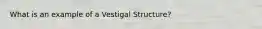 What is an example of a Vestigal Structure?