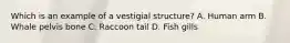 Which is an example of a vestigial structure? A. Human arm B. Whale pelvis bone C. Raccoon tail D. Fish gills