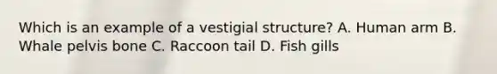 Which is an example of a vestigial structure? A. Human arm B. Whale pelvis bone C. Raccoon tail D. Fish gills