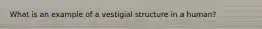 What is an example of a vestigial structure in a human?