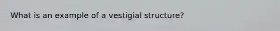 What is an example of a vestigial structure?