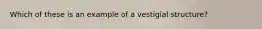 Which of these is an example of a vestigial structure?