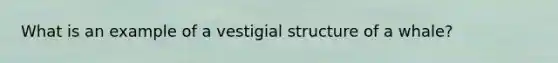 What is an example of a vestigial structure of a whale?