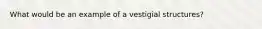 What would be an example of a vestigial structures?