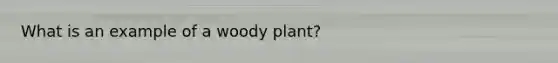 What is an example of a woody plant?